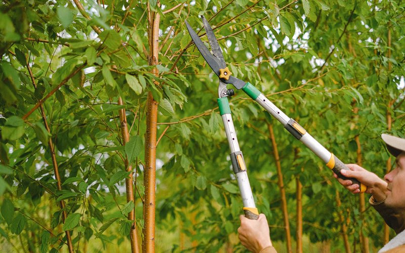 Tree trimming in Gate City, VA