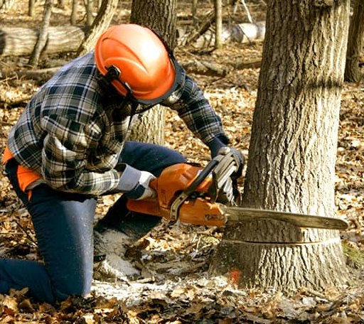 Tree Removal in Gate City, VA